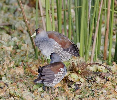 Censo Neotropical de Aves Acuáticas (julio 2025)
