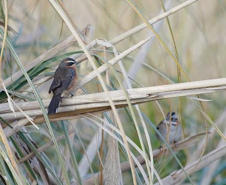 Censo Neotropical de Aves Acuáticas (julio 2025)