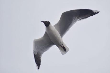 Censo Neotropical de Aves Acuáticas (julio 2025)