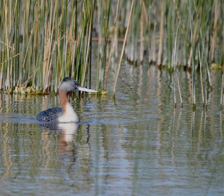 Censo Neotropical de Aves Acuáticas (julio 2025)