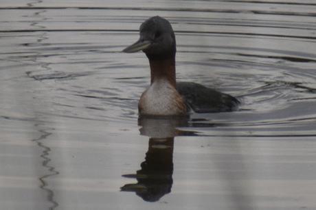 Censo Neotropical de Aves Acuáticas (julio 2025)