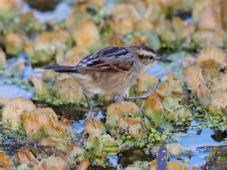 Censo Neotropical de Aves Acuáticas (julio 2025)