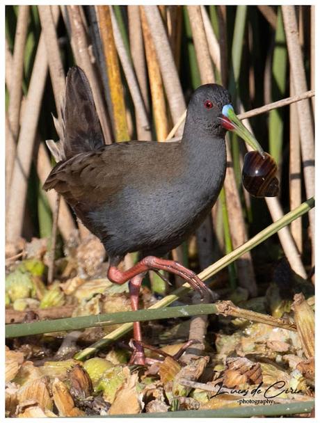 Censo Neotropical de Aves Acuáticas (julio 2025)