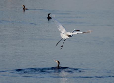 Censo Neotropical de Aves Acuáticas (julio 2025)