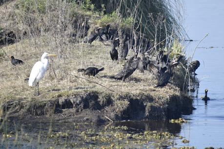 Censo Neotropical de Aves Acuáticas (julio 2025)