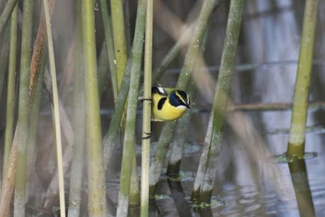 Censo Neotropical de Aves Acuáticas (julio 2025)