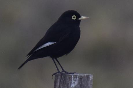 Censo Neotropical de Aves Acuáticas (julio 2025)