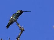 Picaflor barbijo (Heliomaster furcifer)