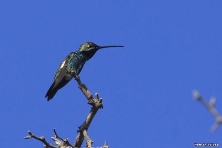 Picaflor de barbijo (Heliomaster furcifer)