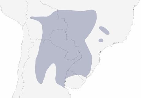 Picaflor de barbijo (Heliomaster furcifer)