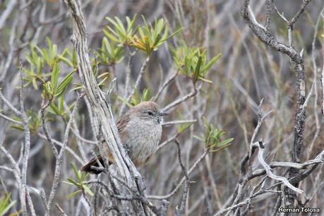 Canastero patagónico (Pseudasthenes patagonica)