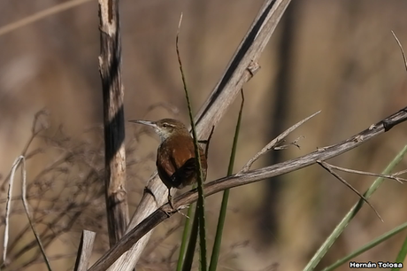 Pajonalera pico recto (Limnoctites rectirostris)