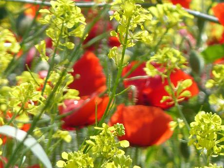 LOCA PRIMAVERA LOCA PRIMAVERA