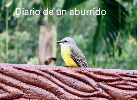 Psichopompe y El imposible retorno de Amélie Nothomb Psichopompe y El imposible retorno de Amélie Nothomb