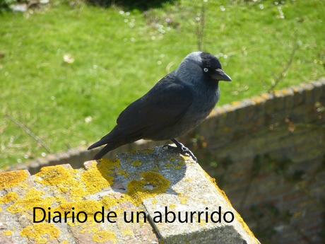 Psichopompe y El imposible retorno de Amélie Nothomb Psichopompe y El imposible retorno de Amélie Nothomb