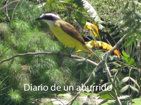 Psichopompe y El imposible retorno de Amélie Nothomb Psichopompe y El imposible retorno de Amélie Nothomb