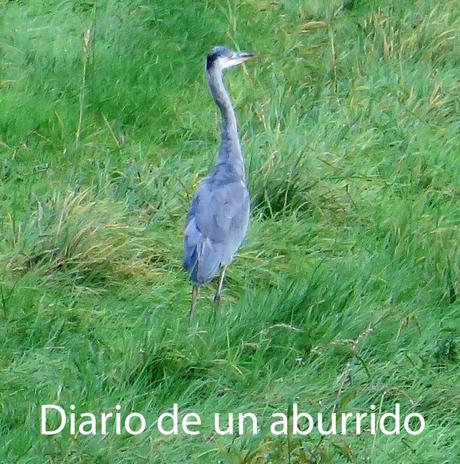 Psichopompe y El imposible retorno de Amélie Nothomb Psichopompe y El imposible retorno de Amélie Nothomb