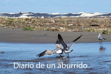 Psichopompe y El imposible retorno de Amélie Nothomb Psichopompe y El imposible retorno de Amélie Nothomb