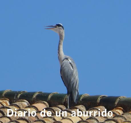 Psichopompe y El imposible retorno de Amélie Nothomb Psichopompe y El imposible retorno de Amélie Nothomb