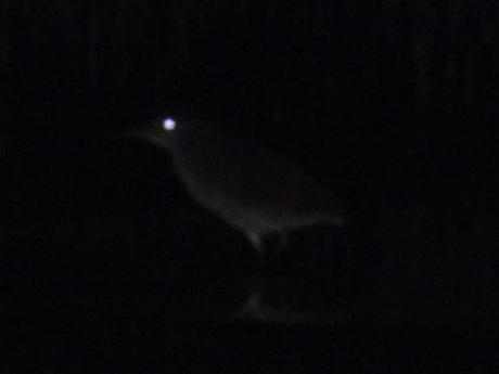 ¿Y si cría - o ha criado - el martinete en el estuario del Miño? ¿Y si cría - o ha criado - el martinete en el estuario del Miño?