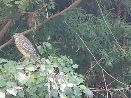 ¿Y si cría - o ha criado - el martinete en el estuario del Miño? ¿Y si cría - o ha criado - el martinete en el estuario del Miño?