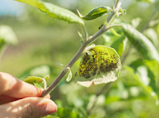 Insecticidas residuos para agricultura rentable