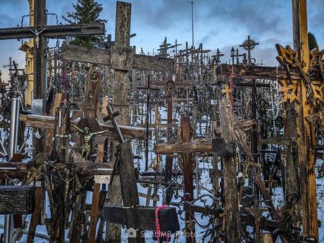 El bosque infinito El bosque infinito