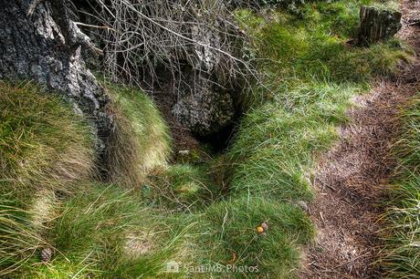 La sima y la seta La sima y la seta