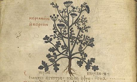 CONDIMENTOS CON HISTORIA (ROMANA): CILANTRO, CORIANDRO, CULANTRO CONDIMENTOS CON HISTORIA (ROMANA): CILANTRO, CORIANDRO, CULANTRO