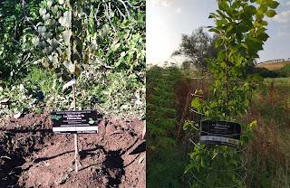 El olmo de la Ribera