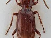 Importante trabajo sobre carábidos cuevas colabora G.E.V.