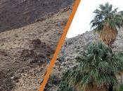 Ruta Oasis Fortynine Palms: senderismo corazón desierto Joshua Tree California