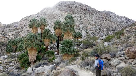 Ruta al Oasis Fortynine Palms: senderismo en el corazón del desierto de Joshua Tree | California