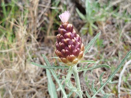 Ruta al Toll de l’Olla desde Farena: baño en el río Brugent | Alt Camp