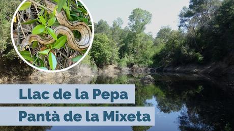 Llac de la Pepa y Pantà de la Mixeta: ruta circular por el Torrent del Llop | Castellar del Vallès (Vallès Occidental)