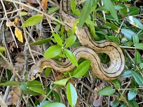 Llac de la Pepa y Pantà de la Mixeta: ruta circular por el Torrent del Llop | Castellar del Vallès (Vallès Occidental)