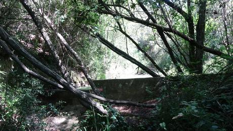 Llac de la Pepa y Pantà de la Mixeta: ruta circular por el Torrent del Llop | Castellar del Vallès (Vallès Occidental)