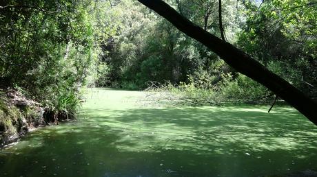 Llac de la Pepa y Pantà de la Mixeta: ruta circular por el Torrent del Llop | Castellar del Vallès (Vallès Occidental)
