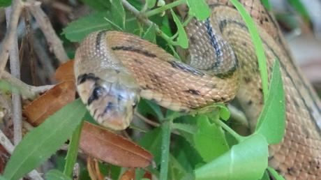 Llac de la Pepa y Pantà de la Mixeta: ruta circular por el Torrent del Llop | Castellar del Vallès (Vallès Occidental)
