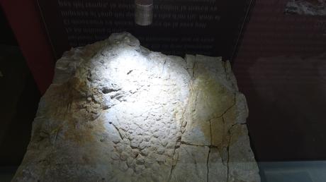 Los titanosaurios de Fumanya 🦕: los dinosaurios que habitaron los Pirineos | El Berguedà Los titanosaurios de Fumanya 🦕: los dinosaurios que habitaron los Pirineos | El Berguedà