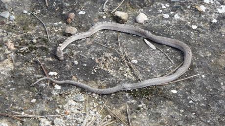 Ruta circular desde Cal Rosal al Salt de la Frau | El Berguedà Ruta circular desde Cal Rosal al Salt de la Frau | El Berguedà