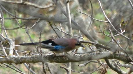 Ruta circular entre Esterri d’Àneu i València d’Àneu por el Camí Vell de Son | Pallars Sobirà Ruta circular entre Esterri d’Àneu i València d’Àneu por el Camí Vell de Son | Pallars Sobirà
