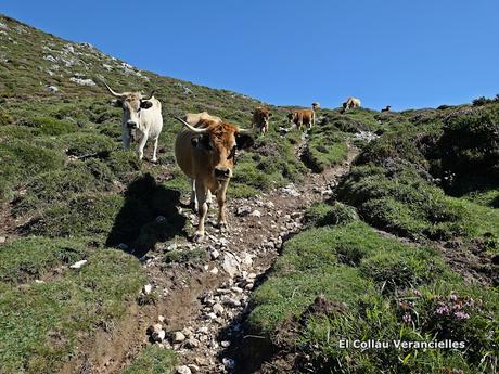 Demués-El Puertu Altu d´Onís-Beresna Demués-El Puertu Altu d´Onís-Beresna