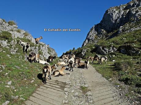Demués-El Puertu Altu d´Onís-Beresna