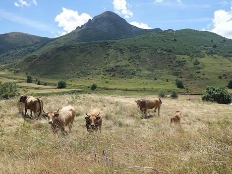 Alto Ventana-La Ferreirúa-La Piedra-Torrestío