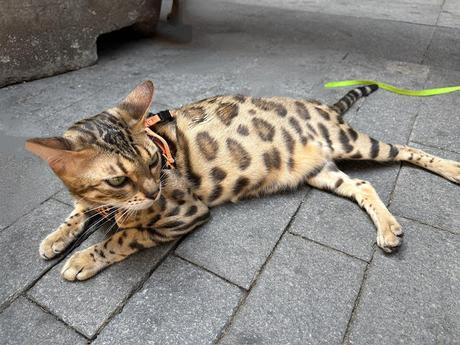 Cosas de la genética Cosas de la genética