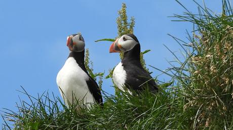 Frailecillosa a corta distancia Frailecillosa a corta distancia