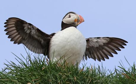 Frailecillosa a corta distancia Frailecillosa a corta distancia