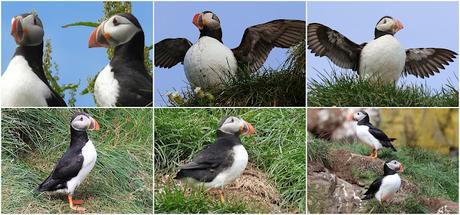 Frailecillosa a corta distancia Frailecillosa a corta distancia