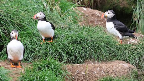 Frailecillosa a corta distancia Frailecillosa a corta distancia